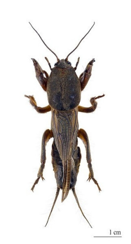 Turkuć podjadek (Gryllotalpa gryllotalpa) является одним из крупнейших польских насекомых