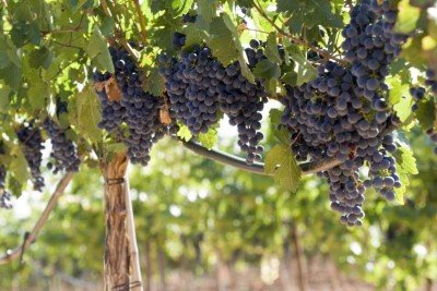 Описание сорта винограда «Одесский сувенир» - куст со средним или невысокой силой роста